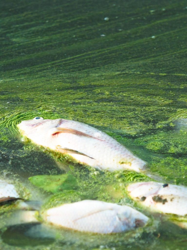 Dead fish floating in an algae bloom