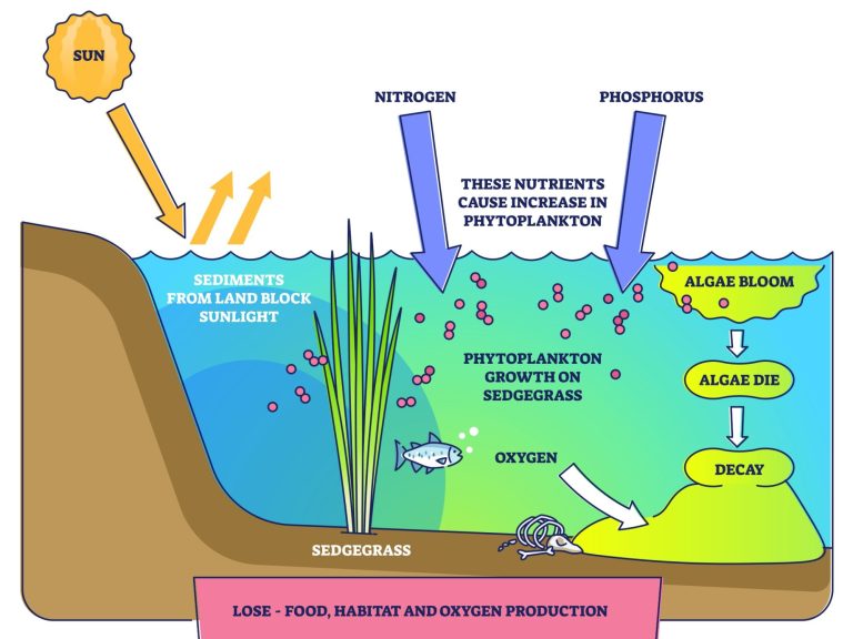 Chart showing how nitrogen and phosphorus from dog waste pollutes ecosystems