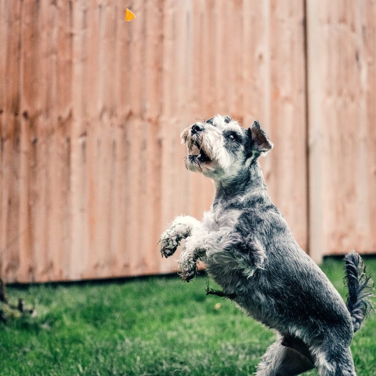 Schnauzer Dog Chasing Butterfly in Backyard