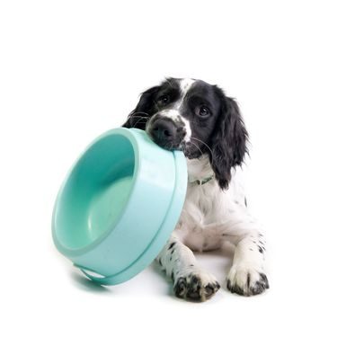 Black and White Dog Holding Blue Water Bowl in its Mouth