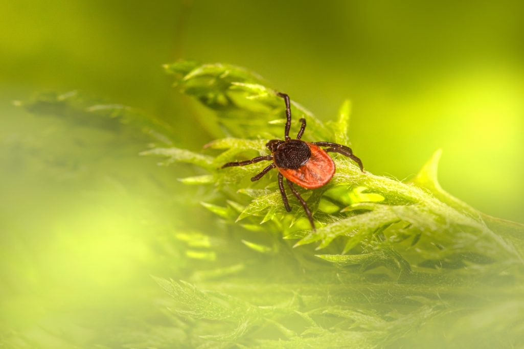 Tick on the Branch of a Bush